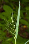 Eastern bottlebrush grass